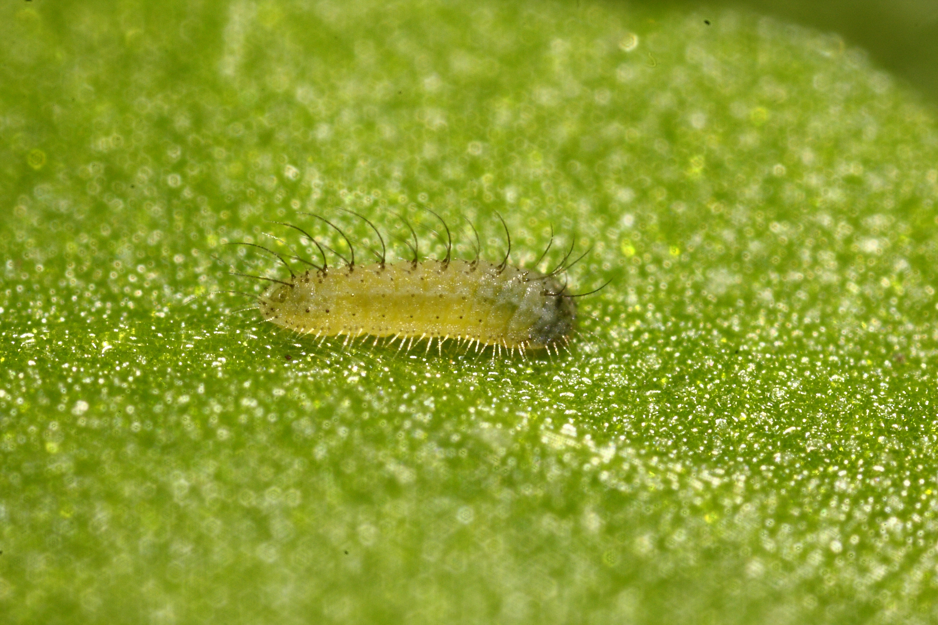 2012 09 25 Lphlaeas rups kleine vuurvlinder017.JPG